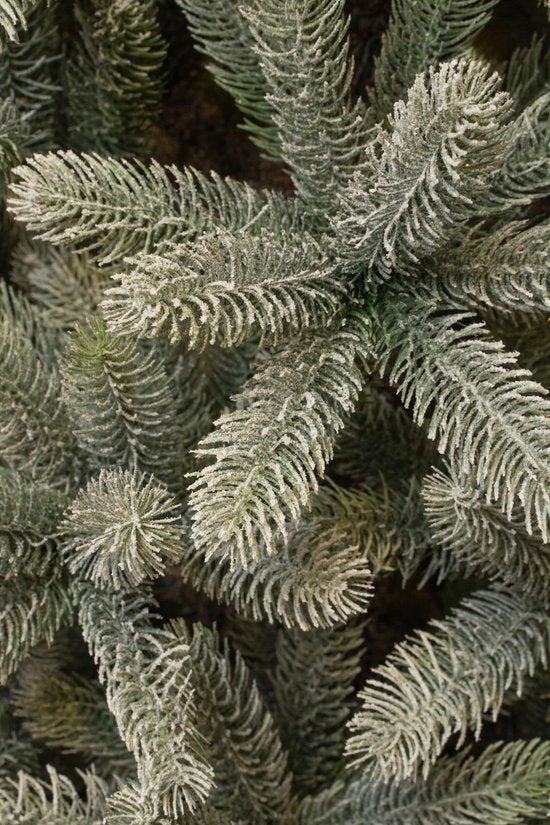 Black Box - Trees Nagoya Kunstkerstboom - 2230 takken - H240 x Ø138 cm - Groen Frosted