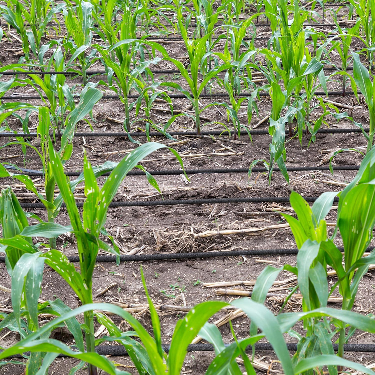 Yaheetech Druppelslang 50 m – 16 mm, met aansluitset voor tuinbewatering