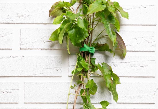 BLACK+DECKER Plantenbinders - 20 Stuks Plantenklemmen - Verstelbare Plantenclips - Kunststof - Groen