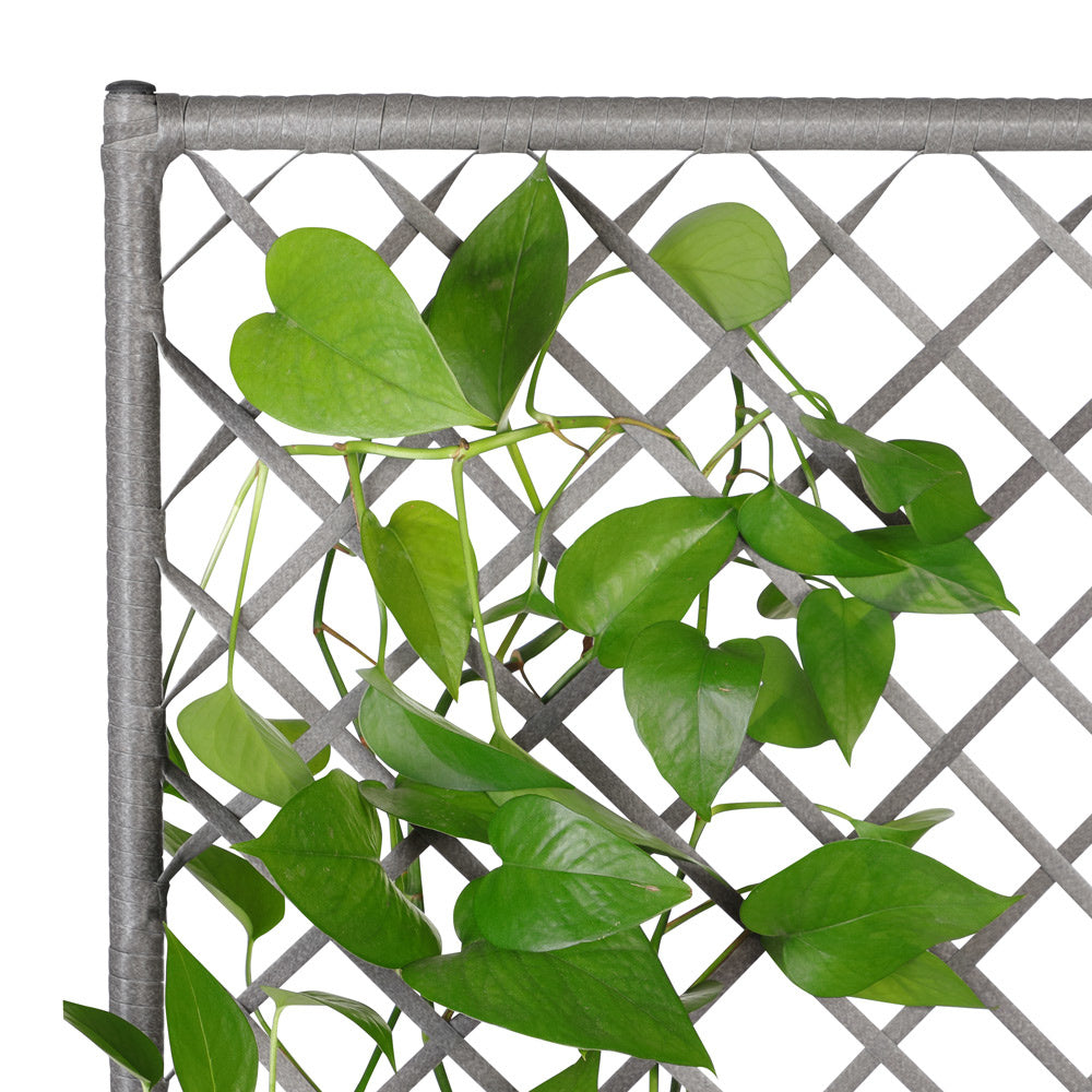 Casaria Polyrattan bloembak met hekwerk Grijs
