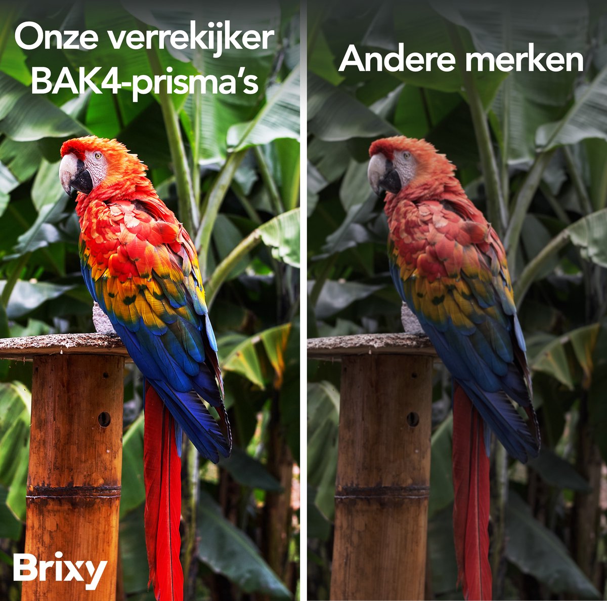 Brixy Verrekijker 10x25 - Compacte Waterdichte Verrekijker met BAK4 Prisma’s en FMC-Lenzen - Inclusief Nekkoord, Draagtas en Schoonmaakdoekje - Zwart - 10x25 mm