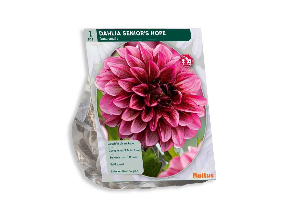 Baltus Bloembollenmix Dahlia Blush - 30 Stuks - Mix van Bloeiende Dahlia's