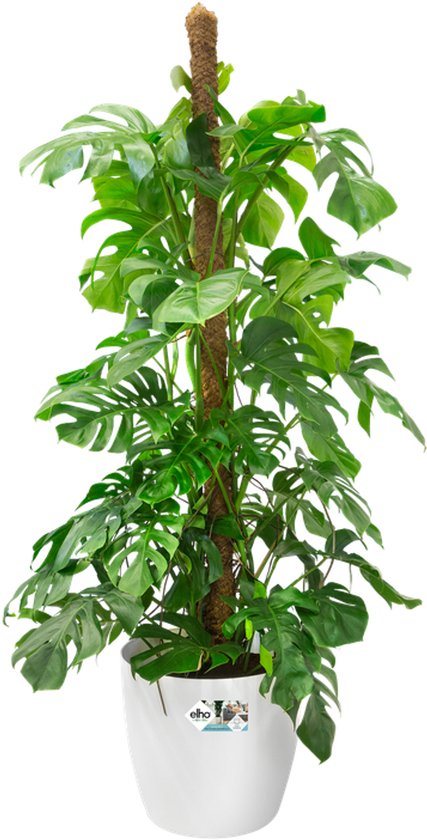 Elho Brussels Rond Wielen 35 - Grote Bloempot voor Binnen - 100% Gerecycled Plastic - Ø 35 x H 33 cm - Wit