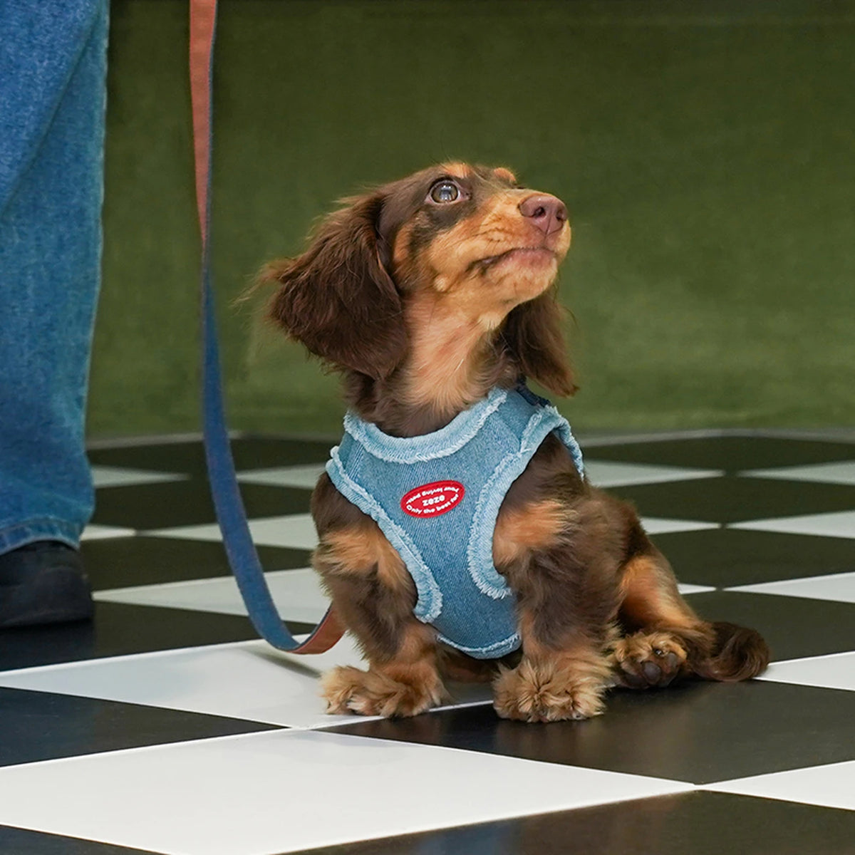 Zeze Denim Hondentuig - Maat S - Borstomtrek 34–42 cm - Voor Kleine Honden van 2,5–5 kg