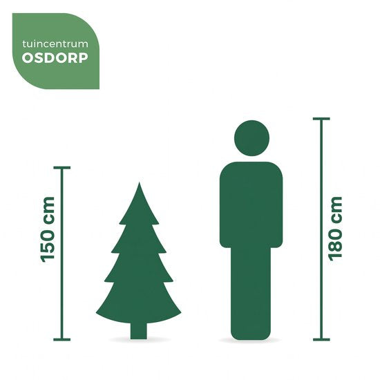 Black Box Trees Frasier Kunstboom - Kerstboom met Grillige Natuurlijke Vorm - PE Naalden en Scharnierconstructie - Kerstversiering voor Binnen - H155 x D109 cm - Groen
