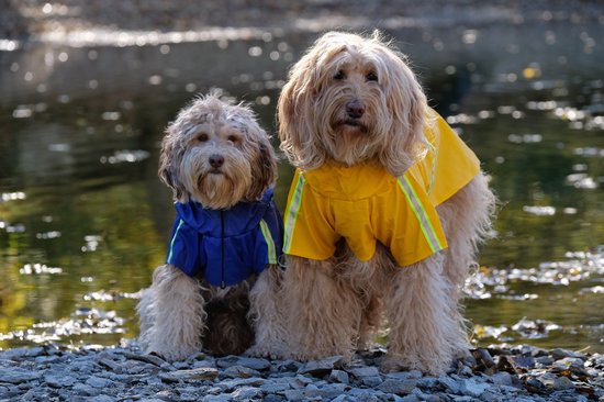Dutchwide - Hondenjas - Regenjas Hond - Geel -Maat S
