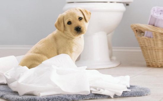 Page Toiletpapier Compleet Schoon 2-laags 12 stuks
