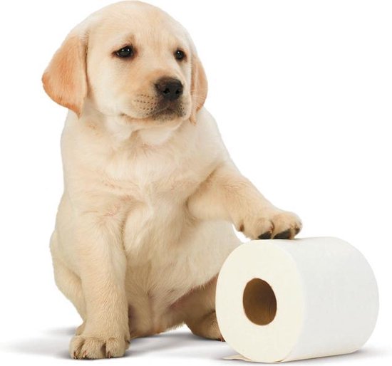 Page Toiletpapier Compleet Schoon 2-laags 12 stuks
