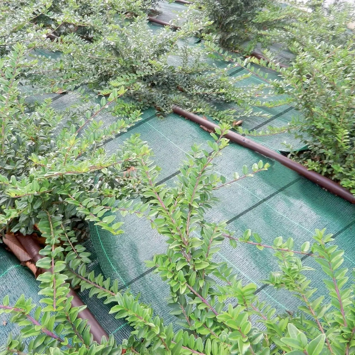 TENAX Cover Pro Afdekdoek - Groen - 1,60 x 5 m