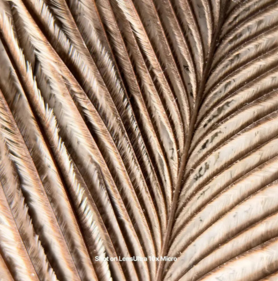 Shiftcam LensUltra 10x Traditional Macro - 10x Optische Vergroting - DSLR-kwaliteit Optisch Glas - M37 Schroefdraad - S.Mount