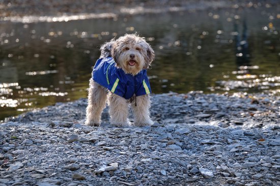 Dutchwide - Hondenjas - Regenjas Hond - Blauw - Maat S