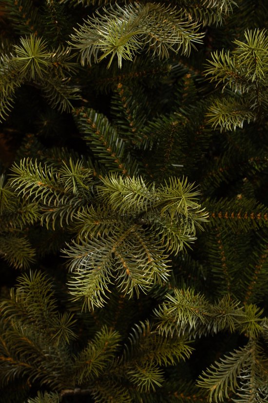 Black Box Trees Clive Kerstboom - Realistische Kunstboom met Volle Uitstraling en 1840 Takken - Kerstversiering voor Binnen - Sfeervol en Realistisch - Makkelijk Opzetten - H185 x Ø130 cm - Groen