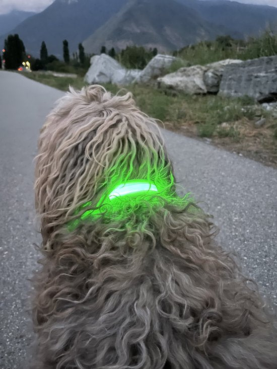 Dutchwide Lichtgevende Halsband Hond - Extra Sterk - L 41 cm tot 52 cm - Hondenhalsband - Klikhalsband - Verstelbaar - Reflecterend
