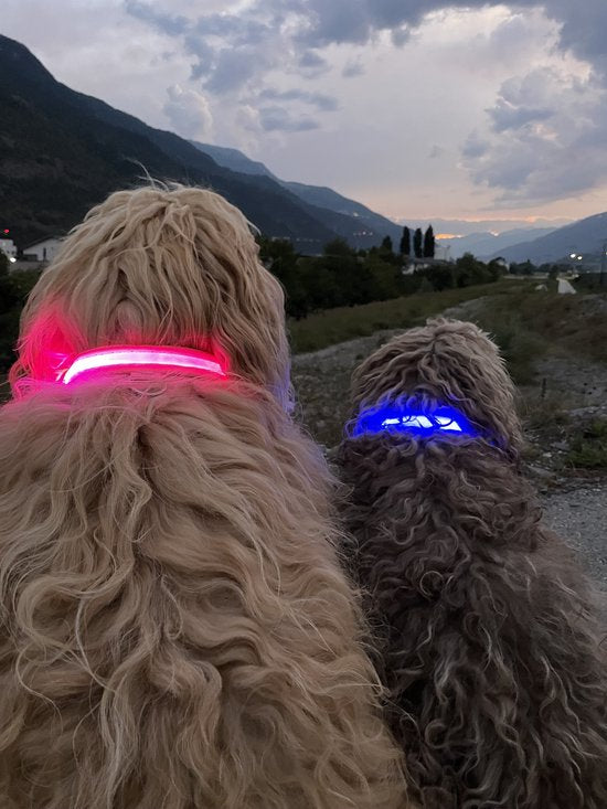 Dutchwide Lichtgevende Halsband Hond - Extra Sterk - L 41 cm tot 52 cm - Hondenhalsband - Klikhalsband - Verstelbaar - Reflecterend