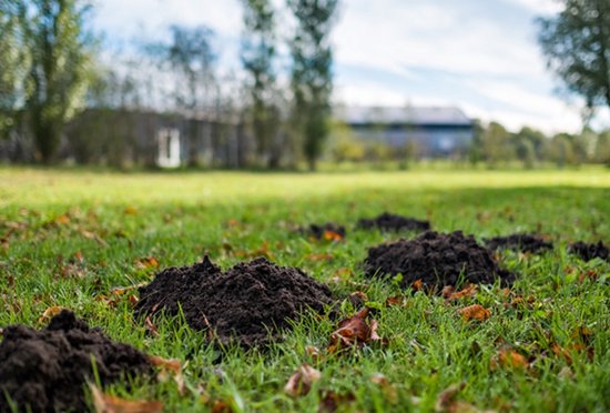 Hortensus - Solar mollenverjager - 800 m²