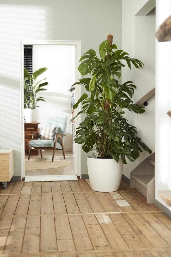 Elho Brussels Rond Wielen 35 - Grote Bloempot voor Binnen - 100% Gerecycled Plastic - Ø 35 x H 33 cm - Wit