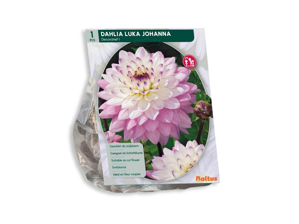 Baltus Bloembollenmix Dahlia Blush - 30 Stuks - Mix van Bloeiende Dahlia's