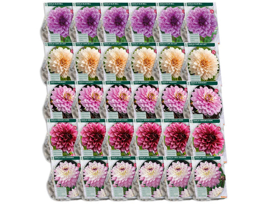 Baltus Bloembollenmix Dahlia Blush - 30 Stuks - Mix van Bloeiende Dahlia's