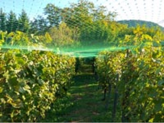 Vogelnet, polyester, maaswijdte 2 cm², 4 x 10 m, groen