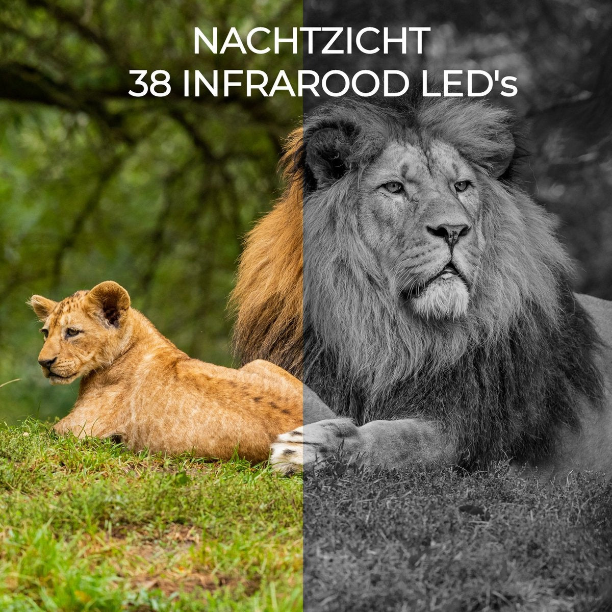 Denver Wildcamera met Nachtzicht - Live Beelden via 4G (APP) - CMOS Sensor - 30MP - Waterdicht - WCL8040