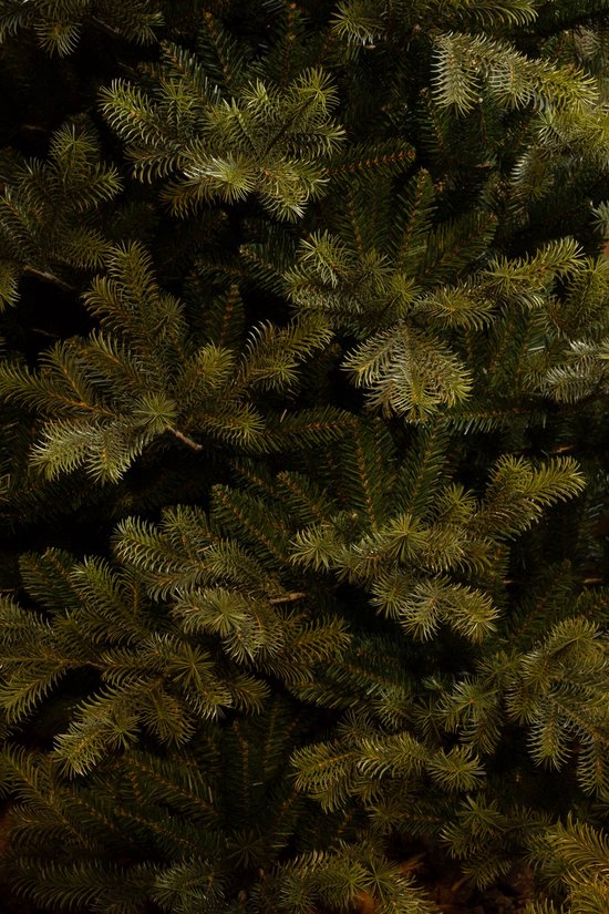 Black Box Trees Clive Kerstboom - Realistische Kunstboom met Volle Uitstraling en 1840 Takken - Kerstversiering voor Binnen - Sfeervol en Realistisch - Makkelijk Opzetten - H185 x Ø130 cm - Groen