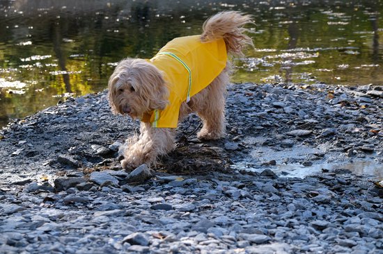 Dutchwide - Hondenjas - Regenjas Hond - Geel -Maat S