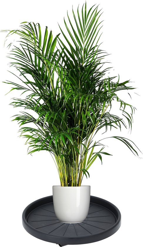 Pro Garden Plantentrolley - kunststof - donkergrijs - rond - D35 cm - tot 50 kilo