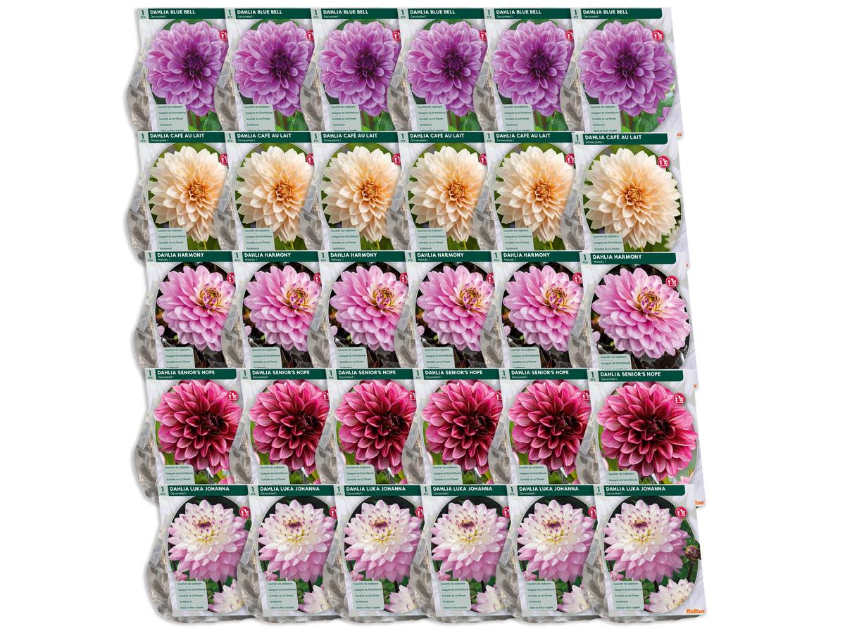 Baltus Bloembollenmix Dahlia Blush - 30 Stuks - Mix van Bloeiende Dahlia's