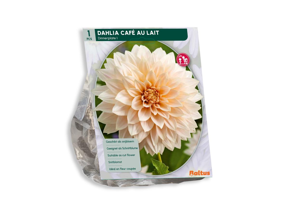 Baltus Bloembollenmix Dahlia Blush - 30 Stuks - Mix van Bloeiende Dahlia's