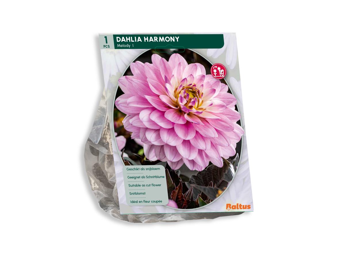 Baltus Bloembollenmix Dahlia Blush - 30 Stuks - Mix van Bloeiende Dahlia's